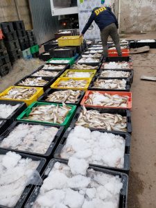 procesan-precadores2